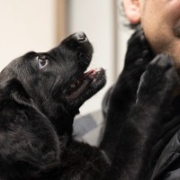 愛犬が『飼い主に飛びついてくる』3つの理由　飛びつくのはやめさせたほうがいい？改善方法まで