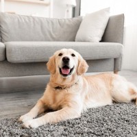 犬を飼ったら『できなくなること』5選　迎える前に絶対知っておくべき現実とは？