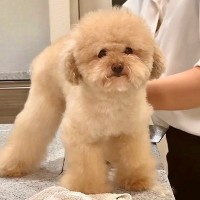 ボサボサになってしまった犬→友人にトリミングをお願いした結果…まるでお人形さんのような『ビフォーアフター』が10万再生「ふわふわ可愛い」