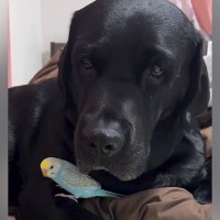 インコを抱いている大型犬→飼い主が近寄ると…あまりにも過保護な『母親のような行動』が尊いと35万再生「優しすぎ」「母性本能すごい」の声