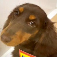 外を見たことがない『５ヶ月も家族を待ち続けた犬』→悩んでお迎えした結果…素敵すぎる『現在の光景』が23万再生「涙出た」「運命なのかも」