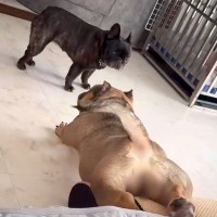 変な体勢でベッドから滑り落ちる犬→同居犬の冷ややかな目線に気づいた結果…まさかの『理解不能な行動』に「しなやかで草」「くせになるｗ」の声