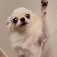 ママが出かける時は玄関で待つ犬→パパが出勤すると…？ありえないほど露骨すぎる『反応の違い』が12万再生「温度差ｗ」「めっちゃワロタｗ」