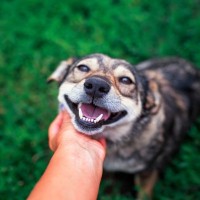 犬が最高だと思う『スキンシップ』6選　愛情を伝えるために飼い主がすべき接し方とは？