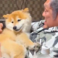 『おとんの腹に乗せられたら最後…』お父さんに抱っこされる犬→衝撃的な速さで『正気を失う光景』が125万表示「信頼してる」「大好きなのね」
