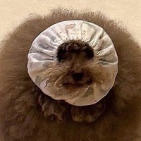 ご飯を食べる犬が『汚れないように工夫した』結果…もはや犬に見えない『謎の生物になる光景』に5万いいね「顔小さｗｗ」「何という生き物？」