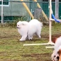 ドッグランで『完全にお母さんを見失った犬』を遠くから見守っていたら…見つけた瞬間の『最高すぎる反応』が345万表示「尊い」「たまらん」