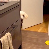 キッチンにオモチャを取りに来た大型犬→なぜか取らずに固まってしまい…まさかの『律儀すぎる光景』に「困り顔ｗ」「ルール守って偉い」と絶賛