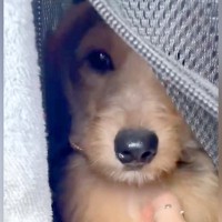 不安そうな表情をしている『臆病な保護犬』をお迎えした結果…7ヵ月後の『素敵すぎるビフォーアフター』に「幸せ与えてくれる」の声