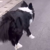 『初めて見たｗｗ』外に出た犬→なぜかずっと跳ねていて…衝撃的な『お散歩の光景』が71万再生「こんな飛ぶ？ｗ」「チラ見可愛すぎ」の声