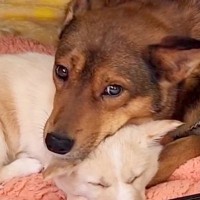 一斉処分予定だった2頭の野犬…保護当時では想像もできなかった『表情の変化』と『感動の結末』が9万再生「嬉しくて涙」「幸せになって」