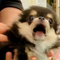 注射におびえてギャン泣きしていた子犬→１年後…『成長のビフォーアフター』が可愛すぎると102万再生「大人になった」「ちょっと寂しい」の声