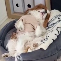 犬に『シャンプーしよ』と声を掛けた結果→『まさかの演技力』で乗り切ろうとする光景が話題に「ええ顔してるｗ」「名演技ｗ」と爆笑の声