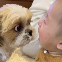 赤ちゃんが大号泣→犬が『なんとかしなきゃ』と一生懸命に…オロオロしながら『必死に泣き止ませる光景』が74万再生「健気」「どっちも可愛い」