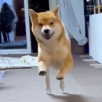 『玄関を開けたら犬が激烈お出迎えしてくれた』と思ったら…『そっちかーい！』まさかの展開に「大爆笑したｗ」「本命違うの草」と絶賛の声