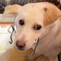 全く心を開いてくれなかった保護犬→何度も面会をした結果…想像以上に大変な記録と現在の光景が7万再生「泣いてしまった」「感謝」の声続々