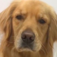 誰にもバレないように『隠れてヨーグルトを食べていた』と思ったら、大型犬が…『想定外の光景』が266万再生「表情がたまらんｗ」と爆笑の声