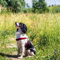 犬のしつけが与える健康管理のメリット｜基本のしつけと信頼関係を築く方法まで【獣医が解説】