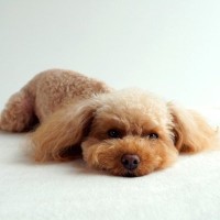 犬の慢性腸症とは？原因や主な症状、治療法まで獣医師がわかりやすく解説