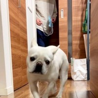 『絶対散歩に連れて行きたいお父さん VS 絶対行きたくない犬』→あの手この手を繰り出す『仁義なき戦い』に爆笑「声出して笑った」と5万再生