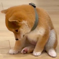 犬が赤ちゃんだった時期と現在の『寝落ちの様子』を比較した結果…愛おしい『ビフォーアフター』が795万再生「たまらん」「抗わなくなったｗ」