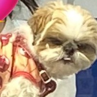 爪切りに連れて行った犬→ガラス越しに覗いてみたら…衝撃的な『まさかの表情』に2万いいね「よくも騙したな！って顔ｗ」「怒ってて草」と爆笑