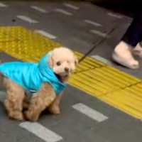 『フードで顔を隠した状態で散歩コースにいたら、愛犬は気付くのか？』検証したら…まさかの反応と可愛すぎる結末に「３度見ｗ」「天使」の声