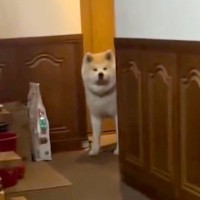 連休でお父さんが帰省→気配を察知した秋田犬が…涙が出るほど愛おしい『最高の熱烈歓迎』が24万再生「ゆっくり出てくるの可愛い」「泣いた」