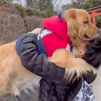 『高いところに登りたい』と駄々をこねる大型犬→乗せてみた結果…まるで『大きな赤ちゃんのような光景』に悶絶「最高に可愛い」「顔がたまらん」
