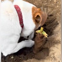 『アルバイト雇いました』タケノコを掘っているのは…犬？まさかの『完璧な働きっぷり』が102万再生「バイトリーダー」「正社員にしようｗ」