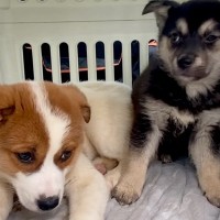 処分予定だった『野犬の赤ちゃん２匹』を保護…命をつないだ『１週間の記録』が素敵すぎると121万再生「運命が変わった」「幸せに」と感動