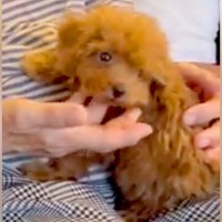 『犬が苦手なおばあちゃん』が赤ちゃんワンコと初めて対面→会うたびに気持ちが変わり…『現在の関係性』に「愛されてて素敵」「良かった」と反響