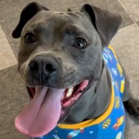 『世界一危険といわれている犬』が保護犬と暮らした結果…イメージとは真逆な『神対応を連発する光景』に涙「優しすぎ」「感動した」と5万再生