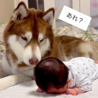 うつぶせ練習中の赤ちゃん→そばで見ていた大型犬が…まるでお兄ちゃんのような『応援する光景』が68万再生「優しい」「ほっこり」と感動