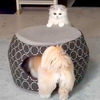 犬と猫のお留守番を隠し撮りした結果→予想外だった様子と『尊すぎるお出迎え』が29万再生「楽しそうなお留守番ｗ」「最高のコンビ」と反響