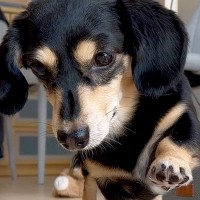 食べ物から目を離さない犬に『おて』と言った結果…まるで歌舞伎役者？中毒性が高すぎる動きに131万再生の反響「歩き方ｗｗ」「爆笑した」