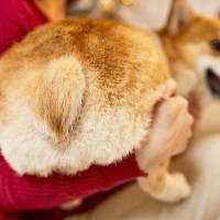 犬が飼い主に『おしりをぶつける』心理５選　突撃してくる本当の意味や注意点まで