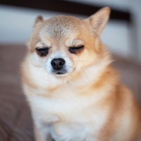 犬の涙やけが悪化する『絶対NG行為』4選　普段からできるおすすめのお手入れ方法まで