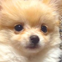 『ポメプーの赤ちゃんを飼った』と思っていたら…予想と違いすぎる『別の犬種になった光景』が44万再生「吹いたｗ」「なぜこうなった」と爆笑