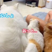 大型犬が猫の隣に座ったら、もう１匹の猫にぶつかってしまい…想定外のハプニングと『まさかの結末』が259万再生「とばっちりで草」と爆笑