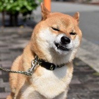 犬の『アゴが震えている』ときの理由4つ　愛犬が感じている心理から注意すべきケースまで