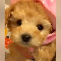 『茶色い子犬だから、名前はチョコにしよう』と迷っていたら…数年後→予想を遥かに超える『衝撃的な変化』が101万再生「こんな変わる？ｗ」