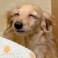 夜中、犬の具合が悪そうだったので４万円かけて夜間救急へ連れて行ったら…想定外だった『衝撃の診断結果』に63万いいね「確信犯ｗ」「演技派」