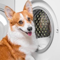 犬の『ベッド』NGな洗濯方法5選　どれくらいの頻度で洗えばいいの？清潔に保つためのポイントまで