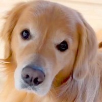 『ご飯にするぞー』と言うと、大型犬が…あまりにもお利口さんな『まさかの行動』に「ご飯用ハウス素敵」「顎載せポーズたまらん」と反響