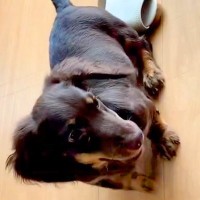 子犬を迎えて6ヶ月→なかなか毛が伸びないので『短毛種』かと思っていたら...1年後の『まるで別犬のような姿』に「わかる」「うちも同じ」の声