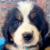 目がキラッキラな超大型犬の赤ちゃん→10ヶ月間の成長記録をまとめた結果…愛おしい『ビフォーアフター』に「尊い」「可愛い」と2万再生