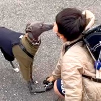 近所で暮らす小学1年生の男の子と毎朝散歩する犬…3年後→涙が止まらない『切なすぎるお別れの光景』が9万再生「泣ける」「友情に感動」