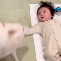 転がる赤ちゃんが『隣ではしゃぐ犬の動き』にツボった結果→まるで喜ばせているかのような『尊い光景』が4万再生「指さしてるｗ」「可愛すぎ」