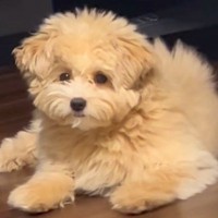 『こんなに変わる…？』ボサボサの犬をトリミングした結果→思った以上の『小顔ビフォーアフター』が12万再生「かわよ」「お上手」と絶賛の声